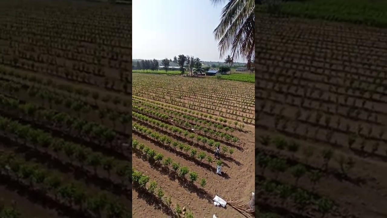 Sericulture-Mulberry garden