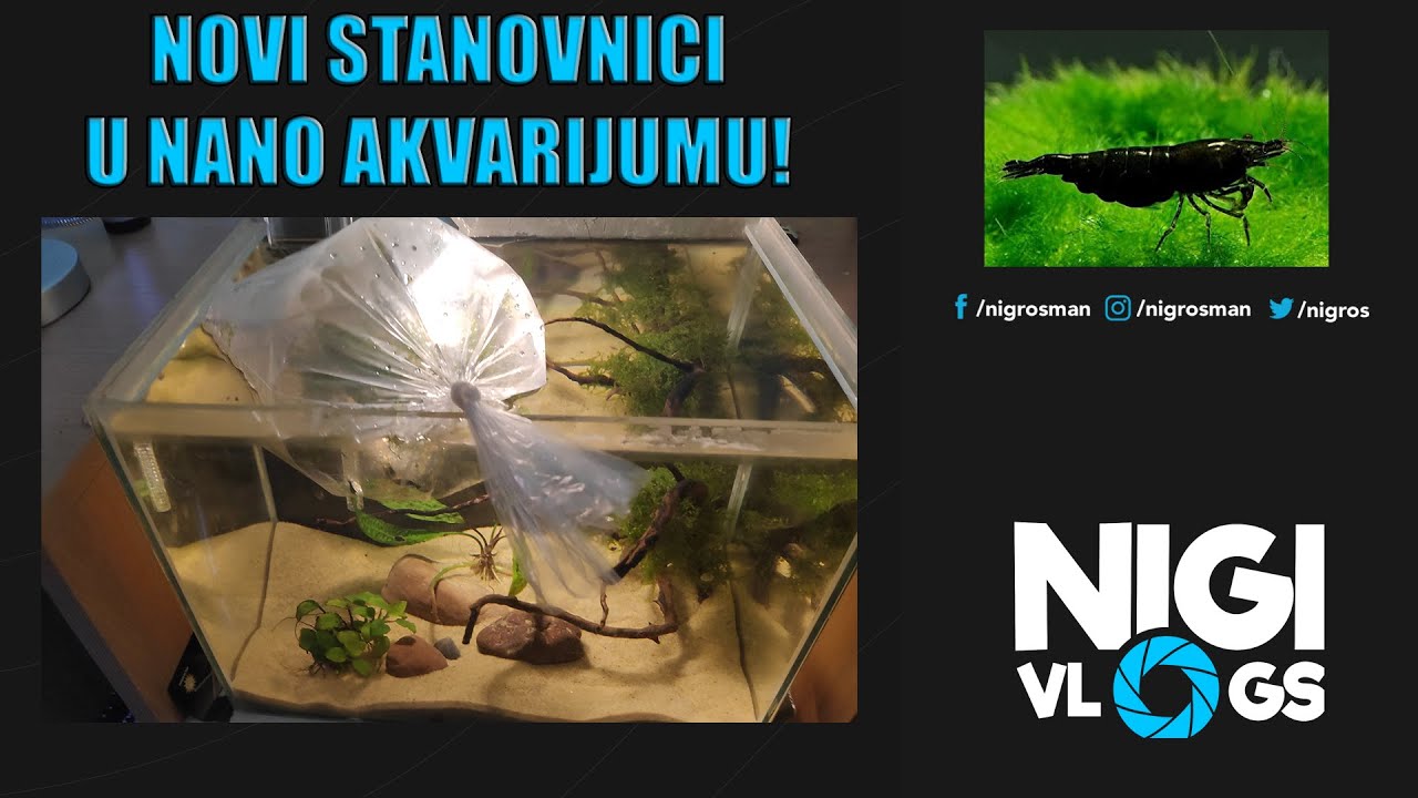 Novi Stanovnici Za Nano Akvarijum - Crne Kozice #Akvaristika