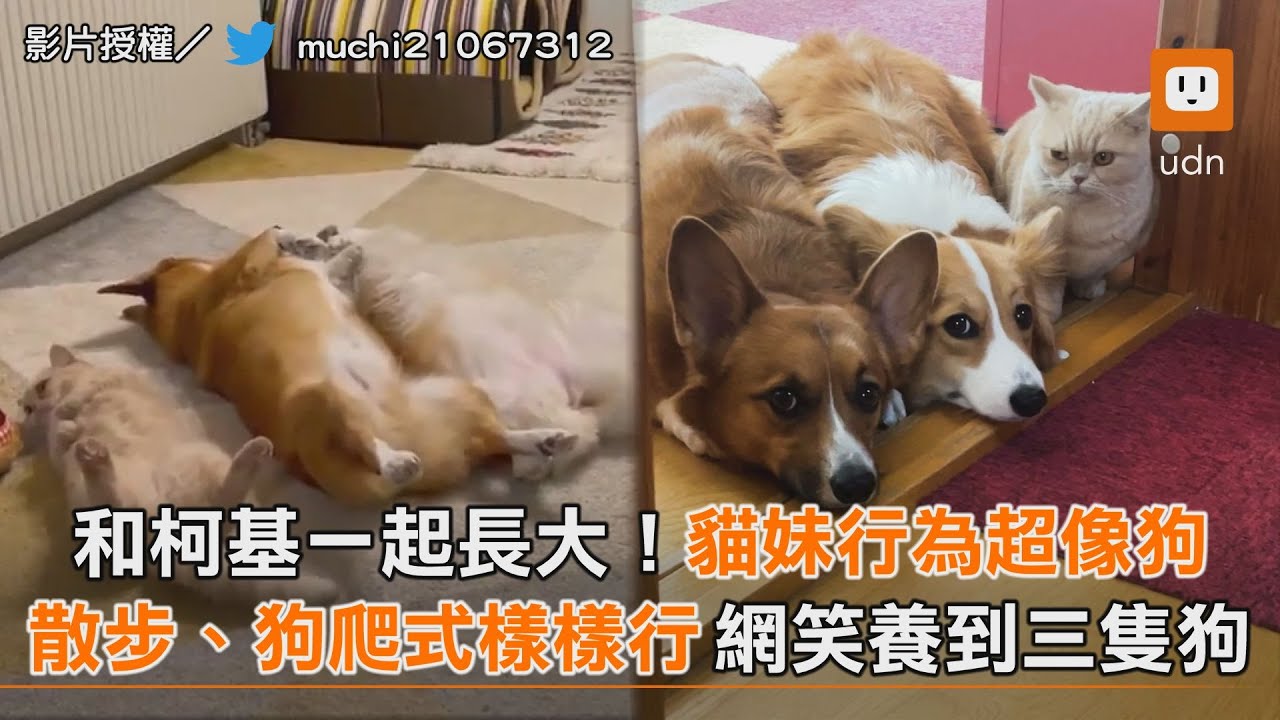 和柯基一起長大！貓妹行為超像狗 散步、狗爬式樣樣行 網笑:養到三隻狗