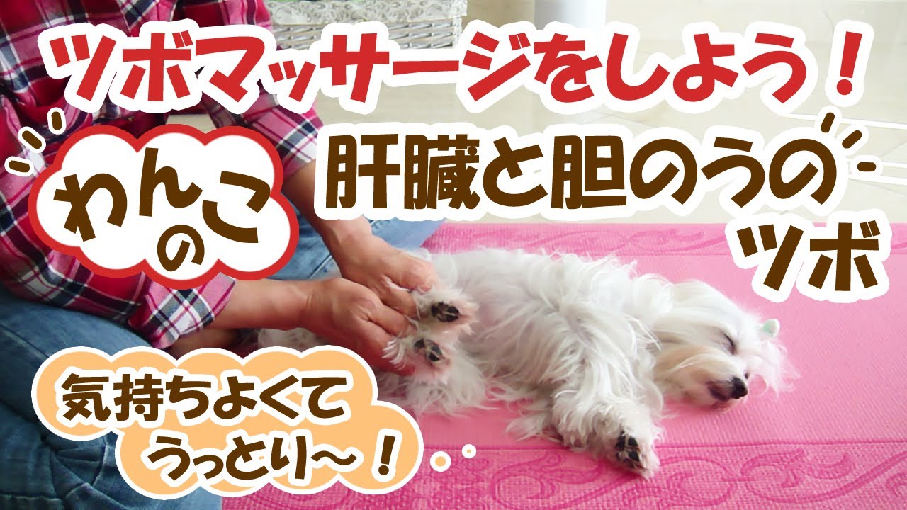 【犬マッサージ・ツボ】肝臓と胆嚢に効果のあるつぼ　Dog Massage Acupressure Points - liver ＆ gallbladder　ペットのツボマッサージ　Mar.14.13