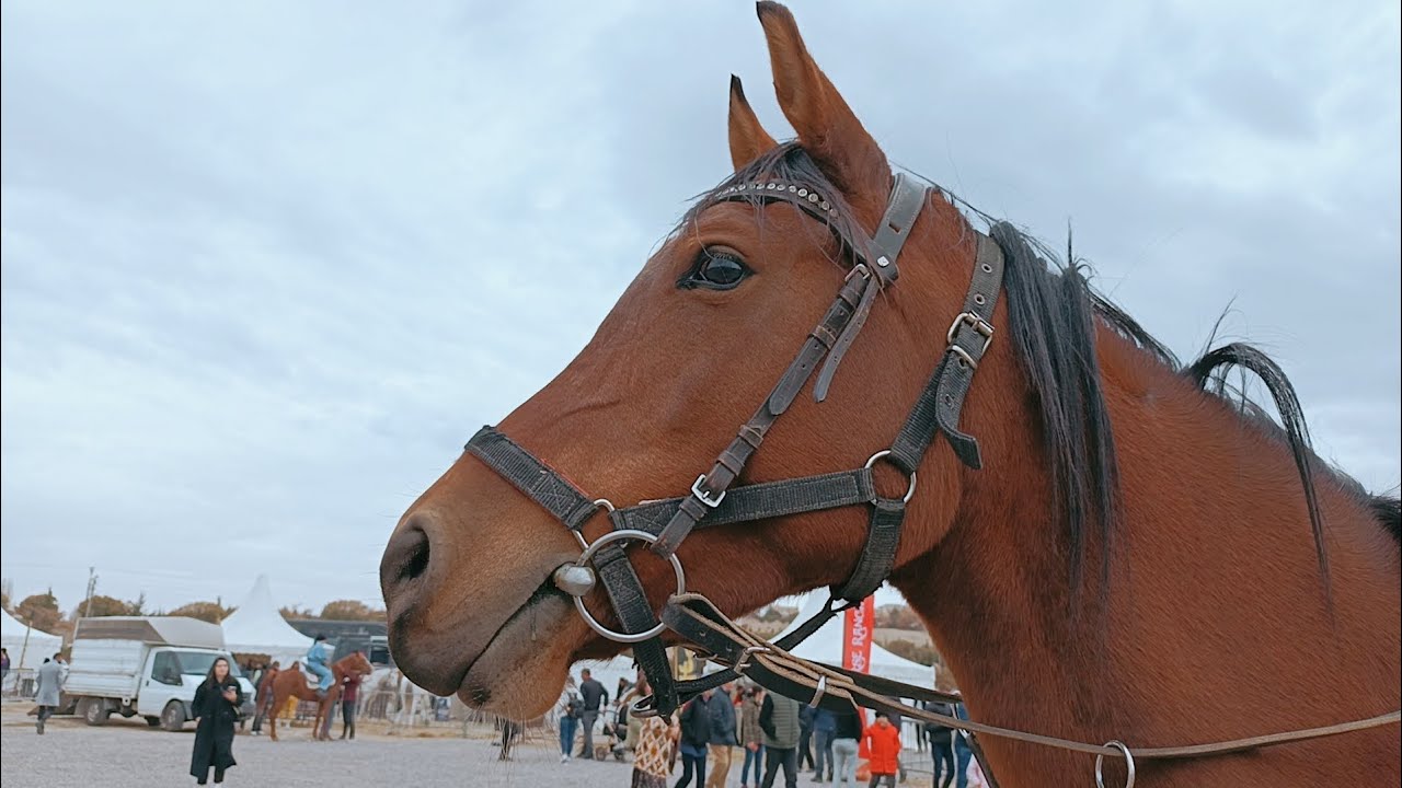 Ürgüp At Festivali 20 KM 40 KM Endurance (dayanıklılık) yarışı. Ve diğer güzel etkinlikler 💫💫💫💫💫