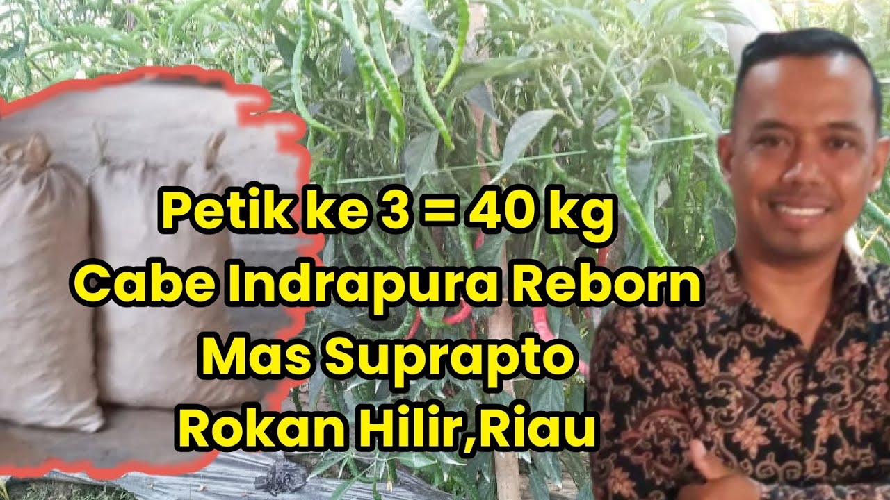 Mas Suprapto di Rokan Hilir,Riau | Mulai petik Cabe Indrapura Reborn
