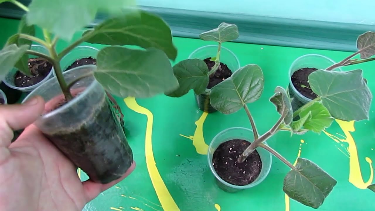 Павловния,размножение зелеными черенками/Paulownia, propagation by green cuttings
