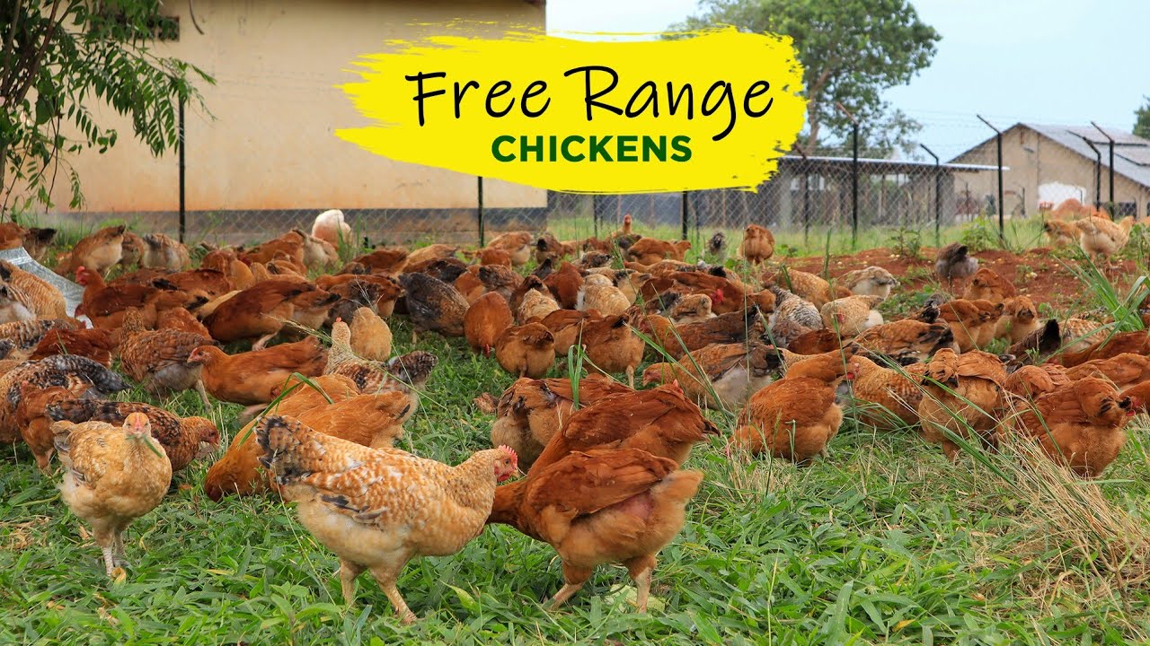 Raising Healthy FREE-RANGE Chickens and Guinea Fowls