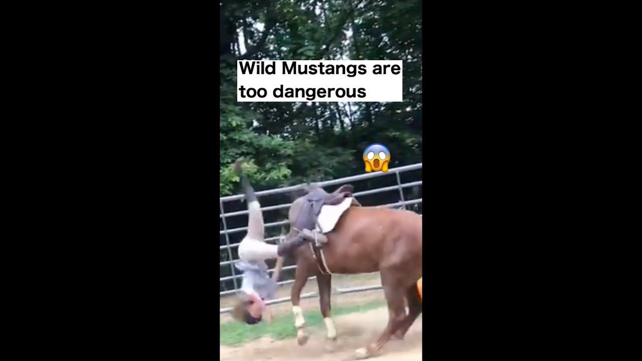 Wild Mustangs are too Dangerous!