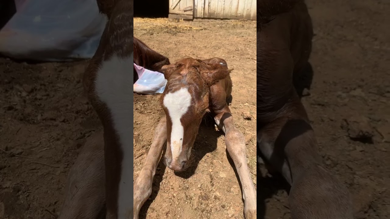 Live birth of new foal- Honey finally brings Mango into the world