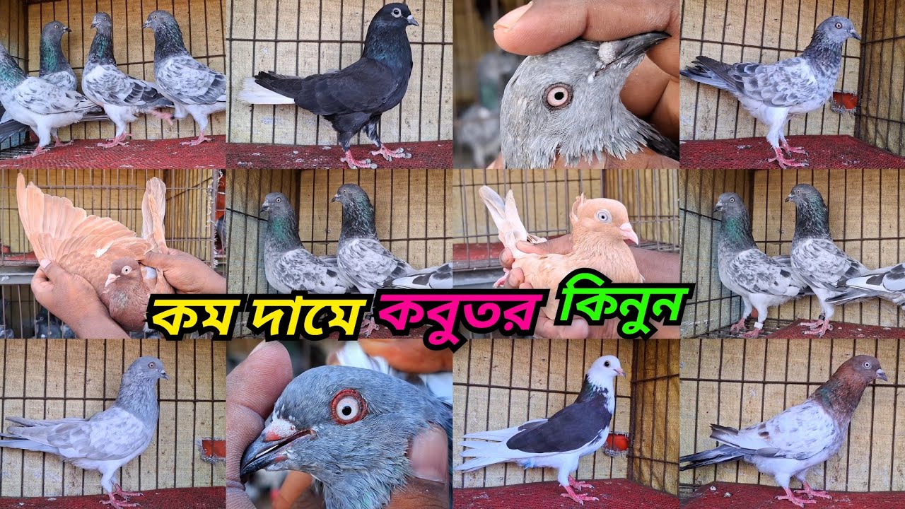খাকি,লাল ছুল্লি,গিয়া ছুল্লি,মাক্রা মুসলদম,সবজি মুসলদম,বেজি,বাঘ, সিলভার ও হাই কোয়ালিটি কবুতর কিনুন। 