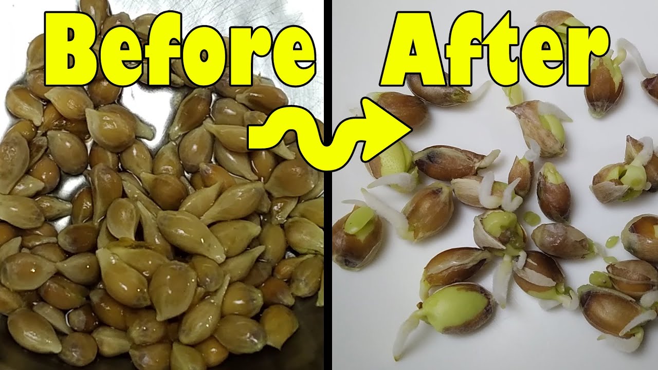 Orange seed sprouting with paper towel - How to grow orange plant with seeds