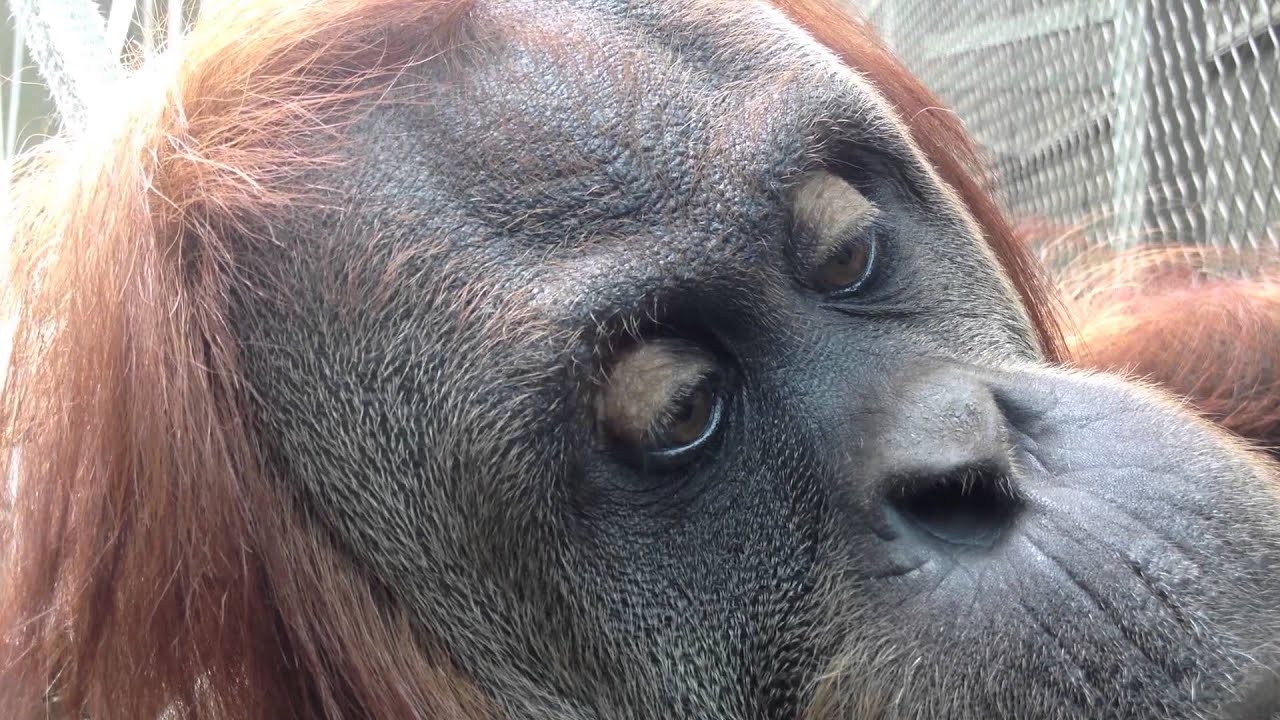 An Orangutan and her Baby, Up Close.