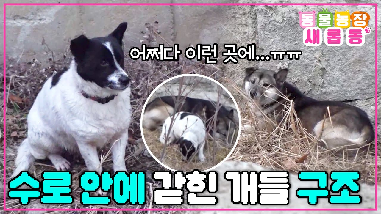 [#새롭동물농장] 함께라서 버틸 수 있었다😭 어쩌다 수로에 갇혀버린 두 마리의 개들을 구조하라!🚨 / EP.1207 #TV동물농장 #AnimalFarm #SBSstory