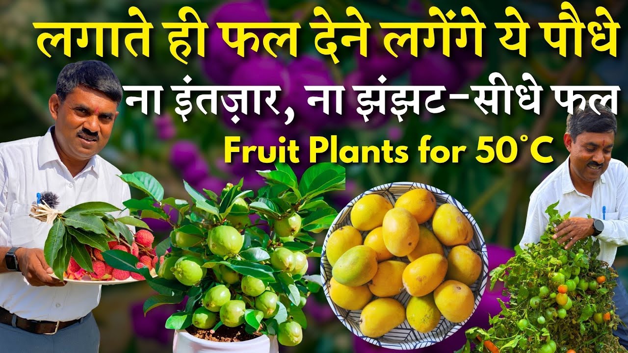ना इंतज़ार, ना झंझट-सीधे फल || लगाते ही फल देने लगेंगे ये पौधे || 3 Best Fruit Plants