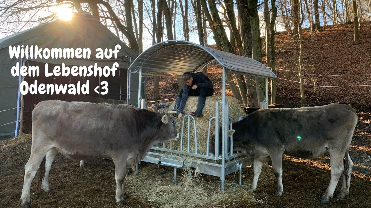 DER LEBENSHOF ODENWALD🐮🐷🐗🦃💚🌿