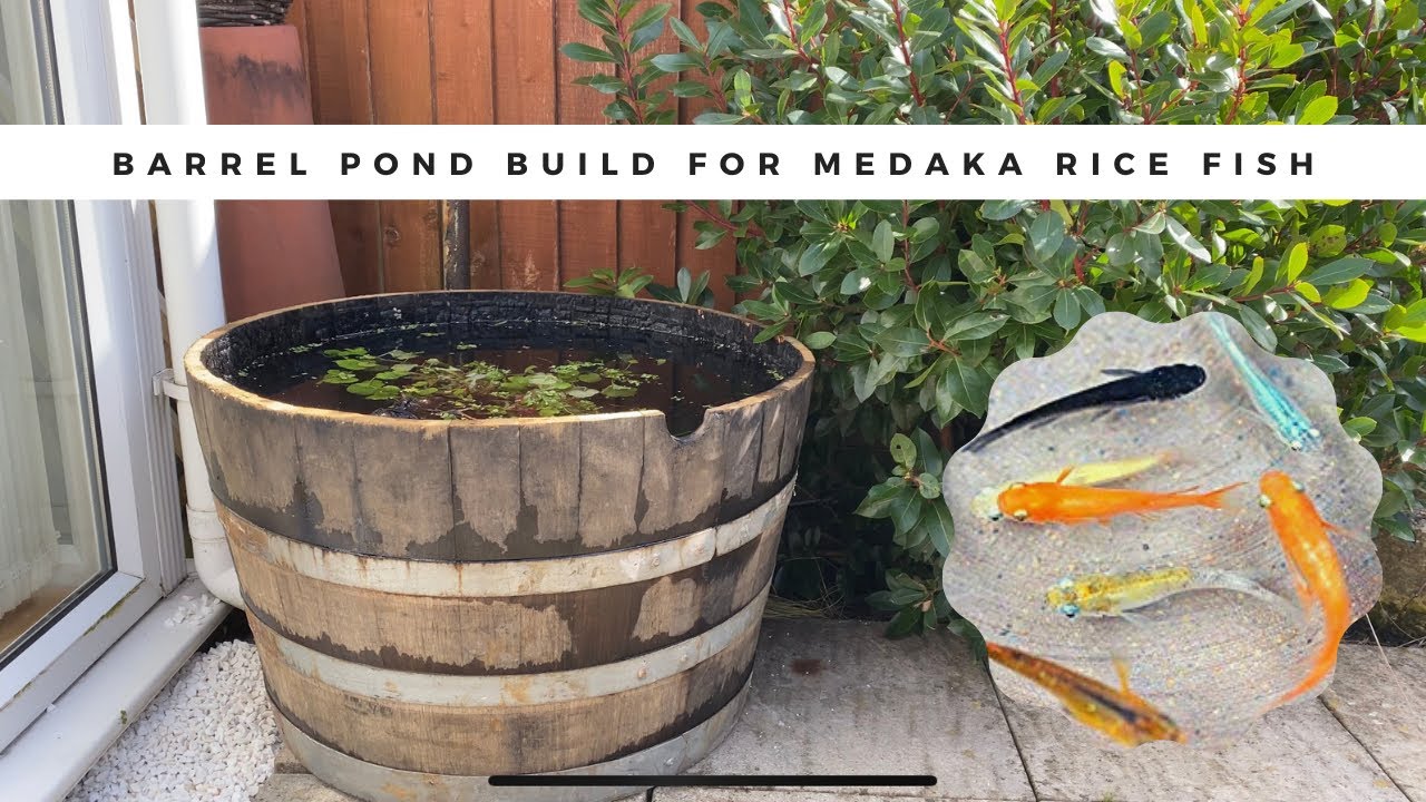Barrel Pond Build for Medaka Japanese Rice Fish - ASMR Relaxing