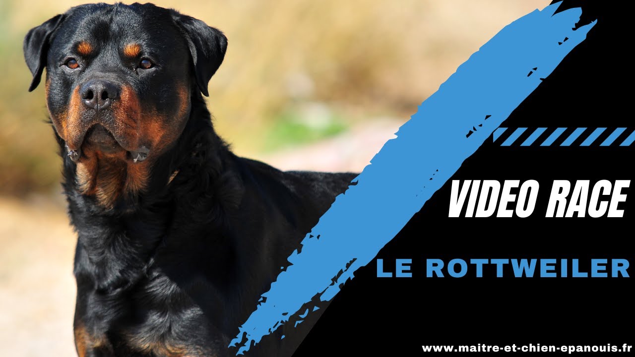 Présentation de la race Rottweiler : histoire, éducation, santé et tempérament...