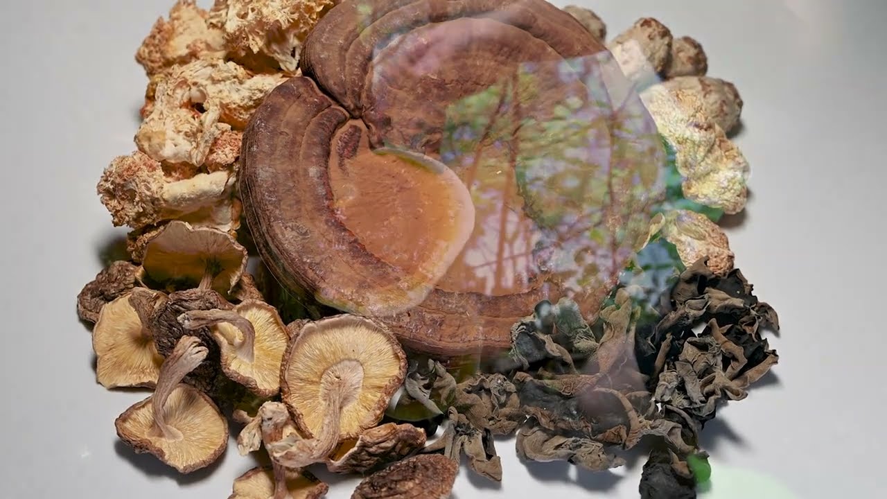 Agaricus blazei murill. Organic cultivation of the most expensive, edible mushroom in the world.