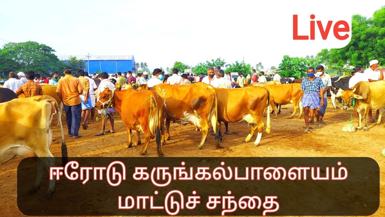 நல்ல தரமான கறவை மாடுகளும் எருமை மாடுகளும் இங்கு கிடைக்கும்