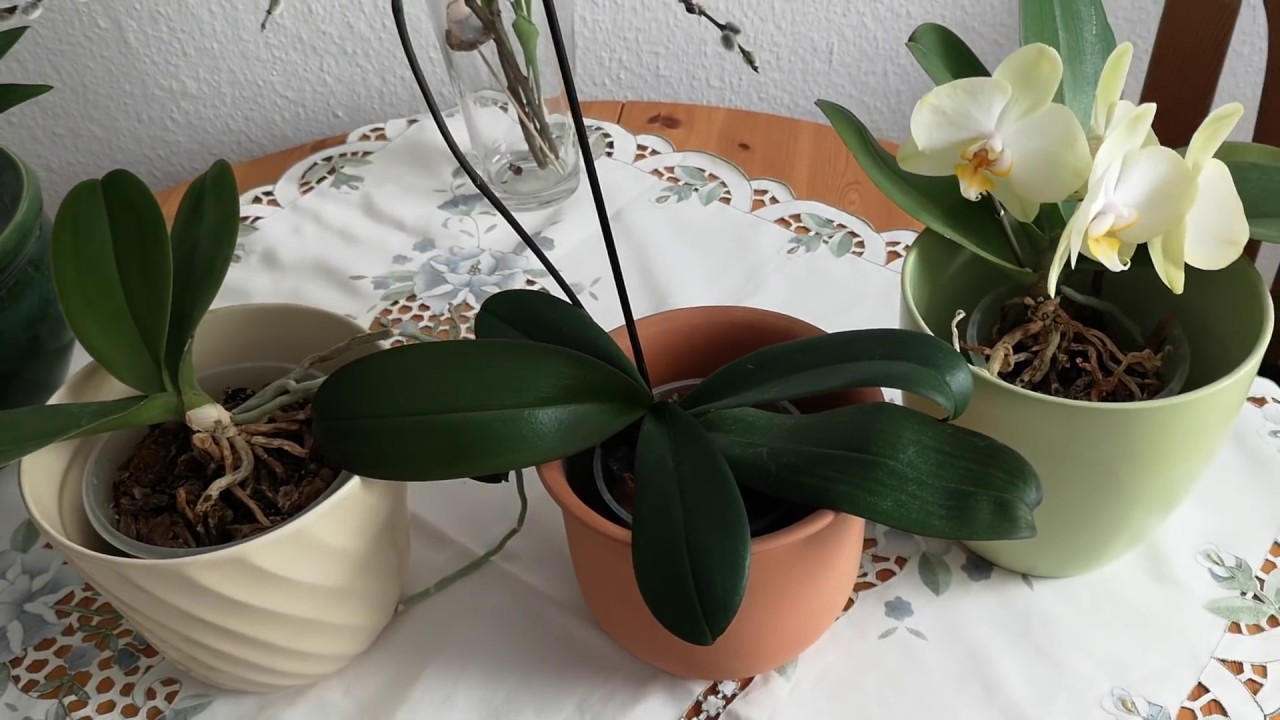 Co zrobić po przekwitnięciu storczyka/orchidei?