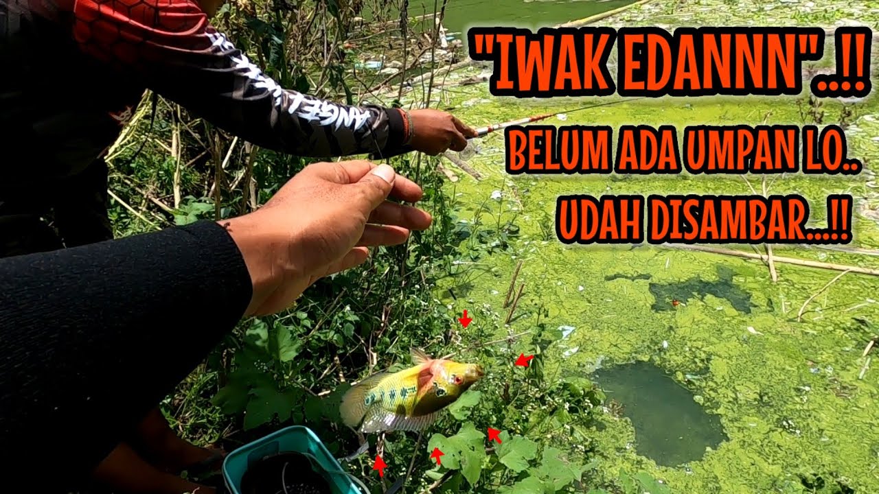 MASIH TES KEDALAMAN BELUM ADA UMPAN UDAH MAIN SAMBAR AJA IKANNYA  mancing ikan red devil NAHOL MANIA