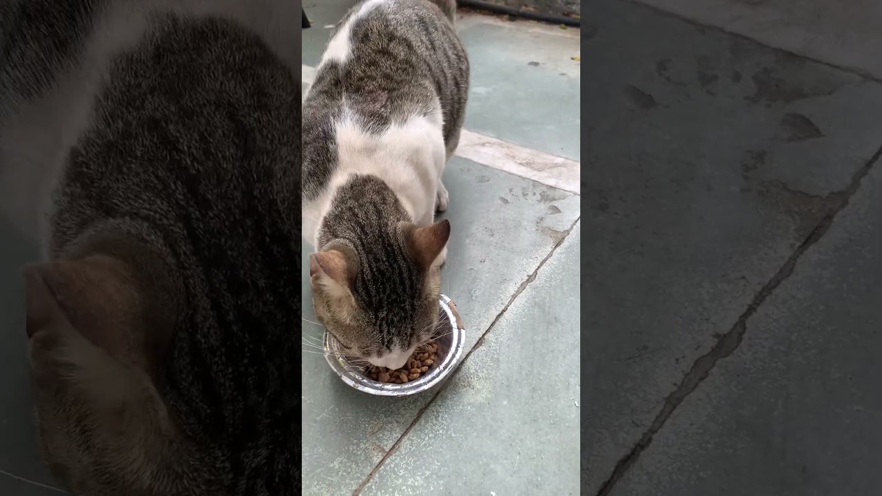 Couldn’t concentrate while feeding Meautu 🐈 & Krack Jack 🐱 💔