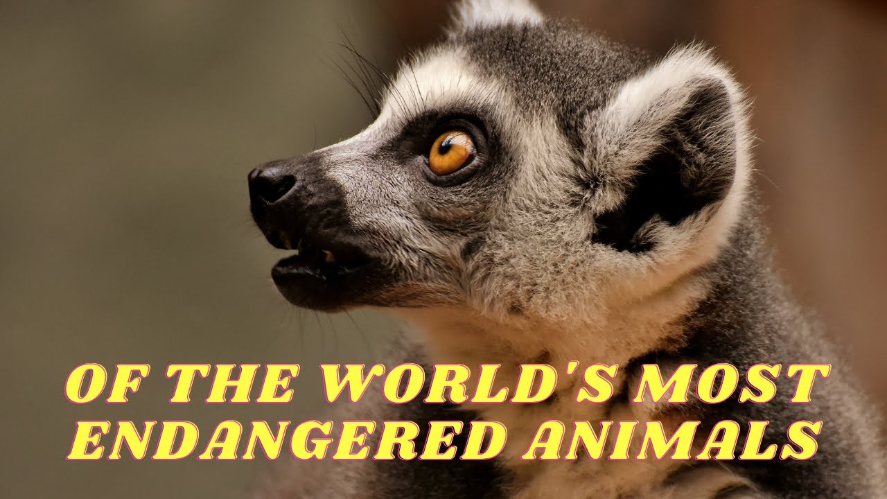 The world's most vulnerable animals: Random facts about animals