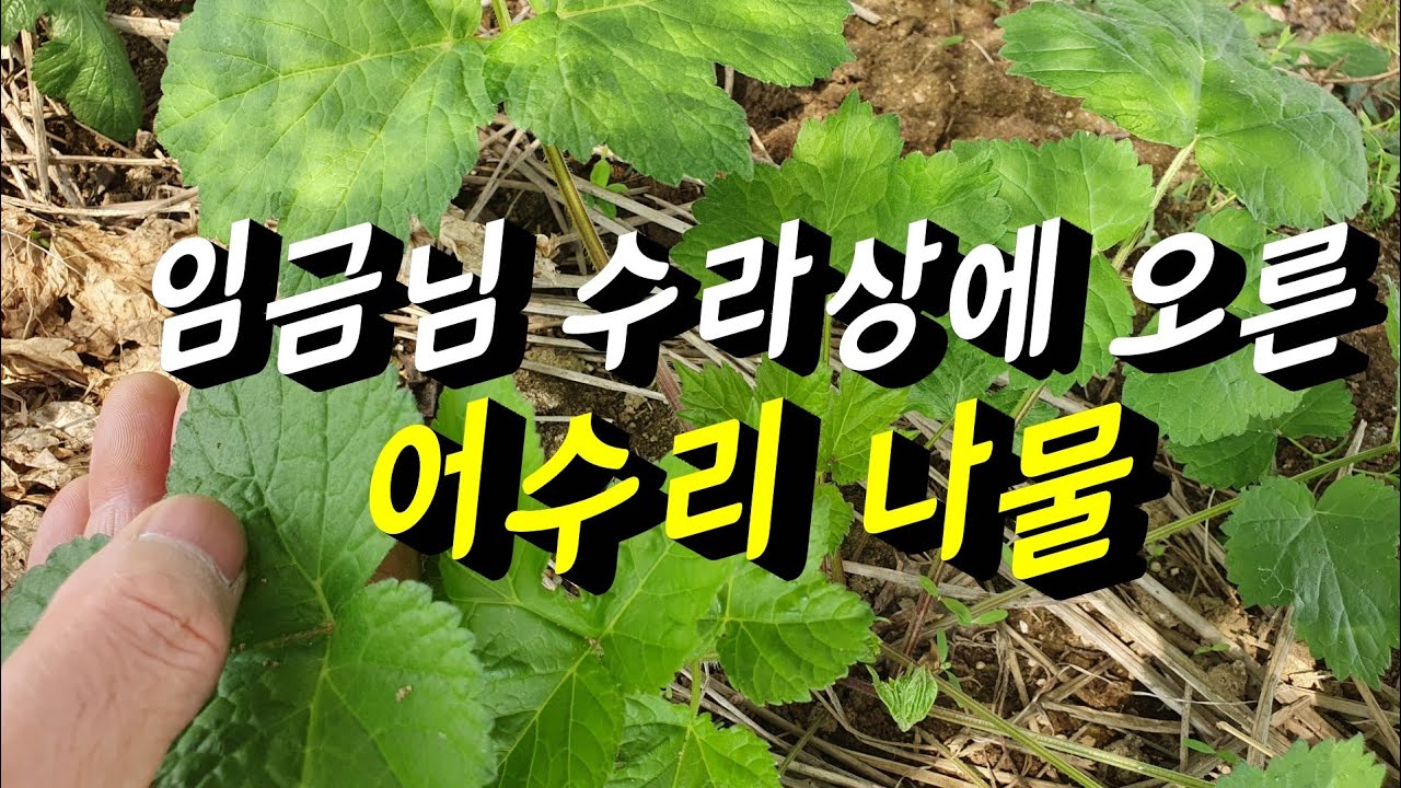 어수리재배   ✔왕의 나물✔  어수리나물효능  면역력증진에  좋아요👍👍
