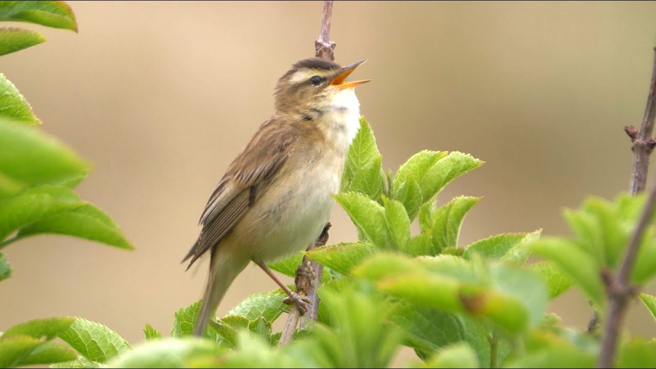 Singing Sedge Warbler 2023