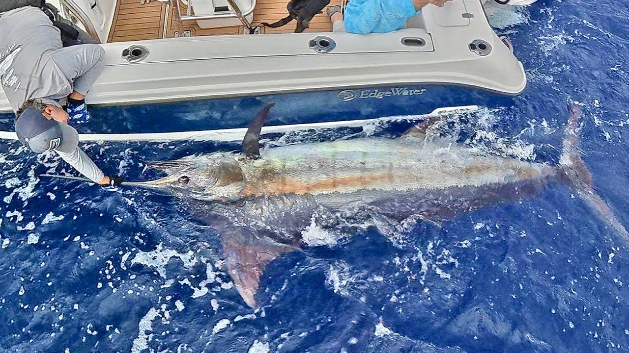 900lb+?? GIANT Blue Marlin from a Small Trailer Boat! | The Battle of a lifetime