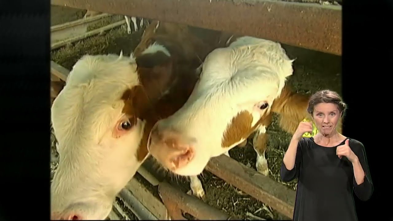 Pristupačan program: Kvadratura kruga  - Mošorin (SZJ)