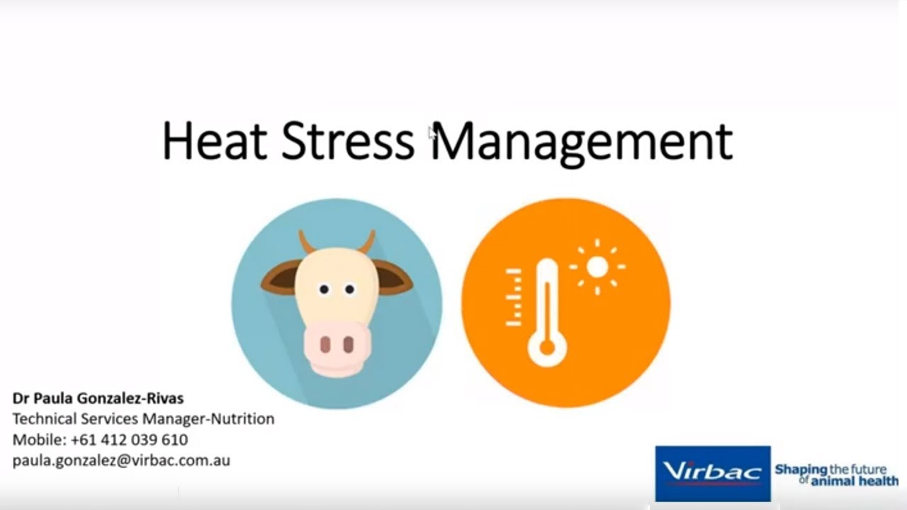 Managing cattle heat stress