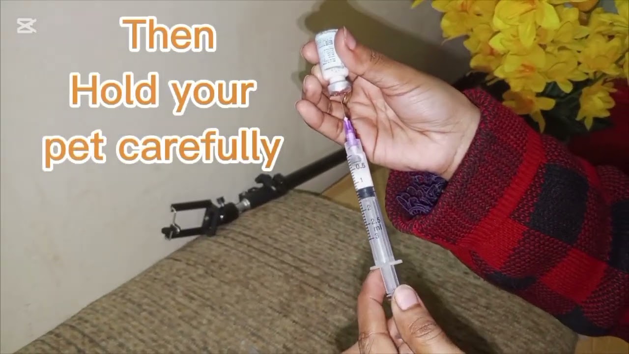 How To Give Injection To Cat || Ghar Per Cat Ko Injection Kaise Lagaye