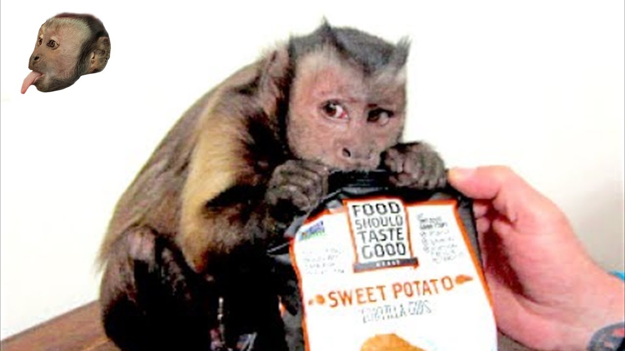 Capuchin Monkey LOVES 