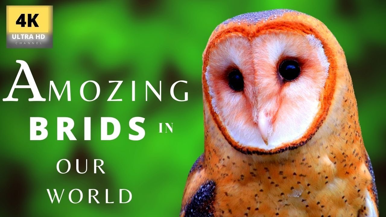 Amazing birds and the most popular bird collection by 4k Ultra HD