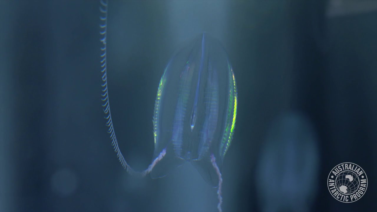 Southern Ocean zooplankton