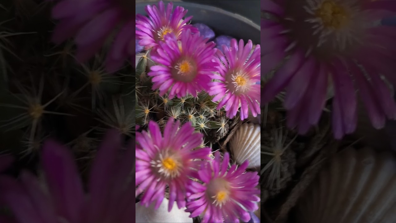 🌸 "Kaktüsünüz Çiçek Açsın, Budayarak Çoğaltın!