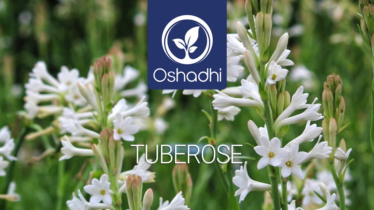 Tuberose | Essential-Oil-Plant Portrait by Dr. Malte Hozzel