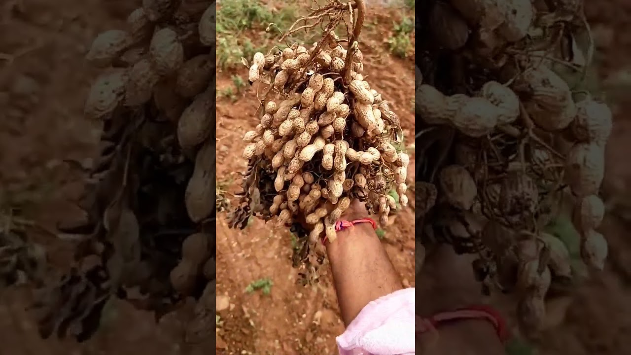 High yield variety in ground nut 🥜🥜