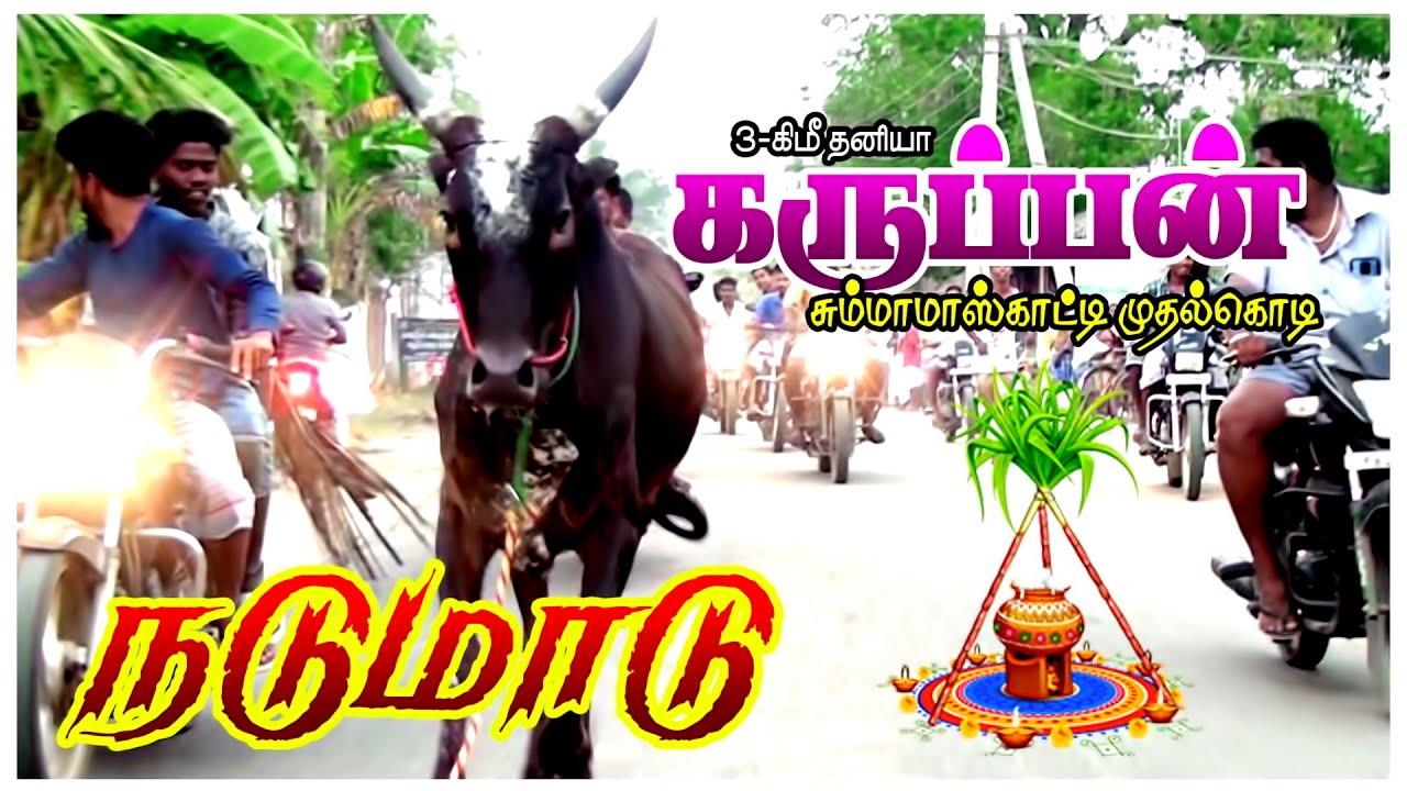 நடுமாடு கைப்புறா | Nattanikkottai ரேக்ளா_நண்பர்கள்  | Perai_raj_studio