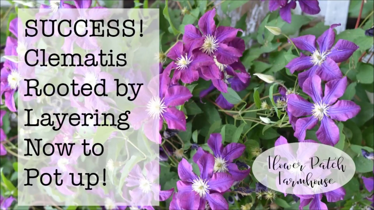 Propagate Clematis by Layering Success, Time to Pot Up