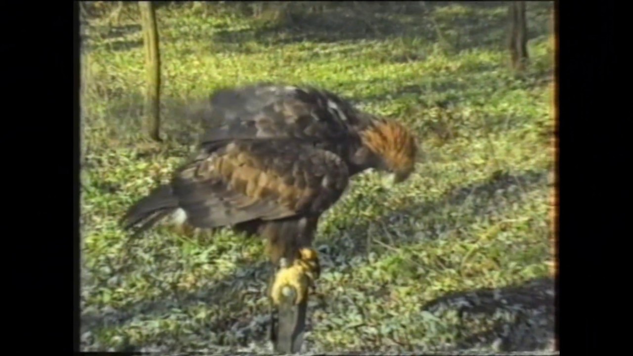 Magyar Solymász egyesület - 2001. - Tápiószentmárton