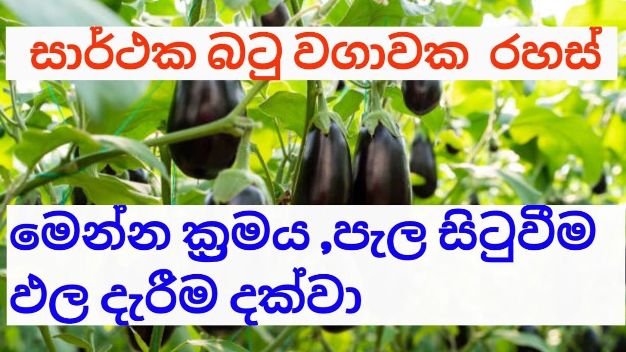 බටු වගාවෙ ඔබ නොදන්නා රහස් මෙන්න