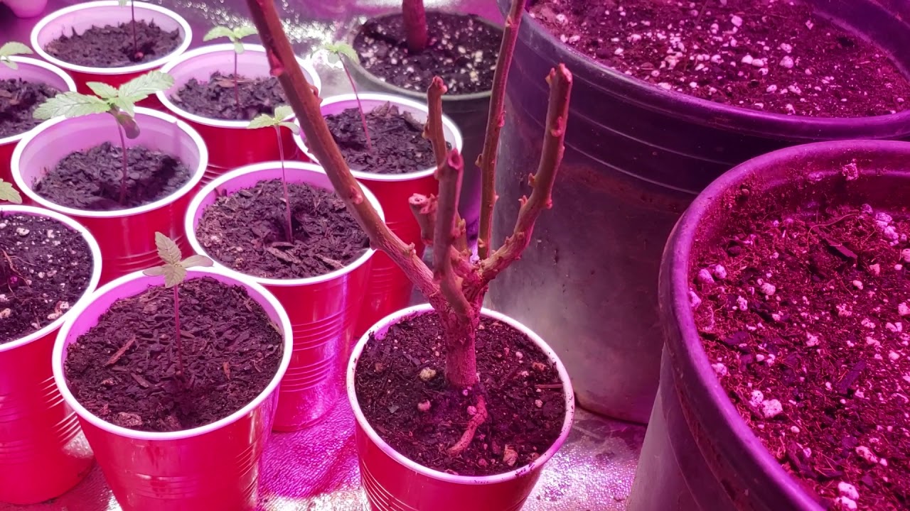 Indoor Cannabis Grow 2019 White Widow Autoflower Crop King seeds 600w + 150w