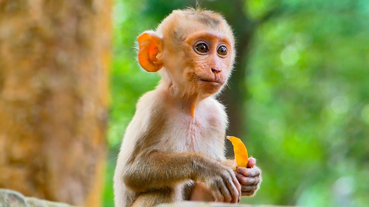 poor Orphan monkey cry sad by hungry  baby cry a lot