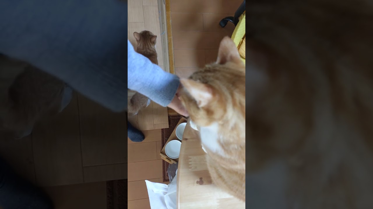 HANZOニャンズ おやつタイム
