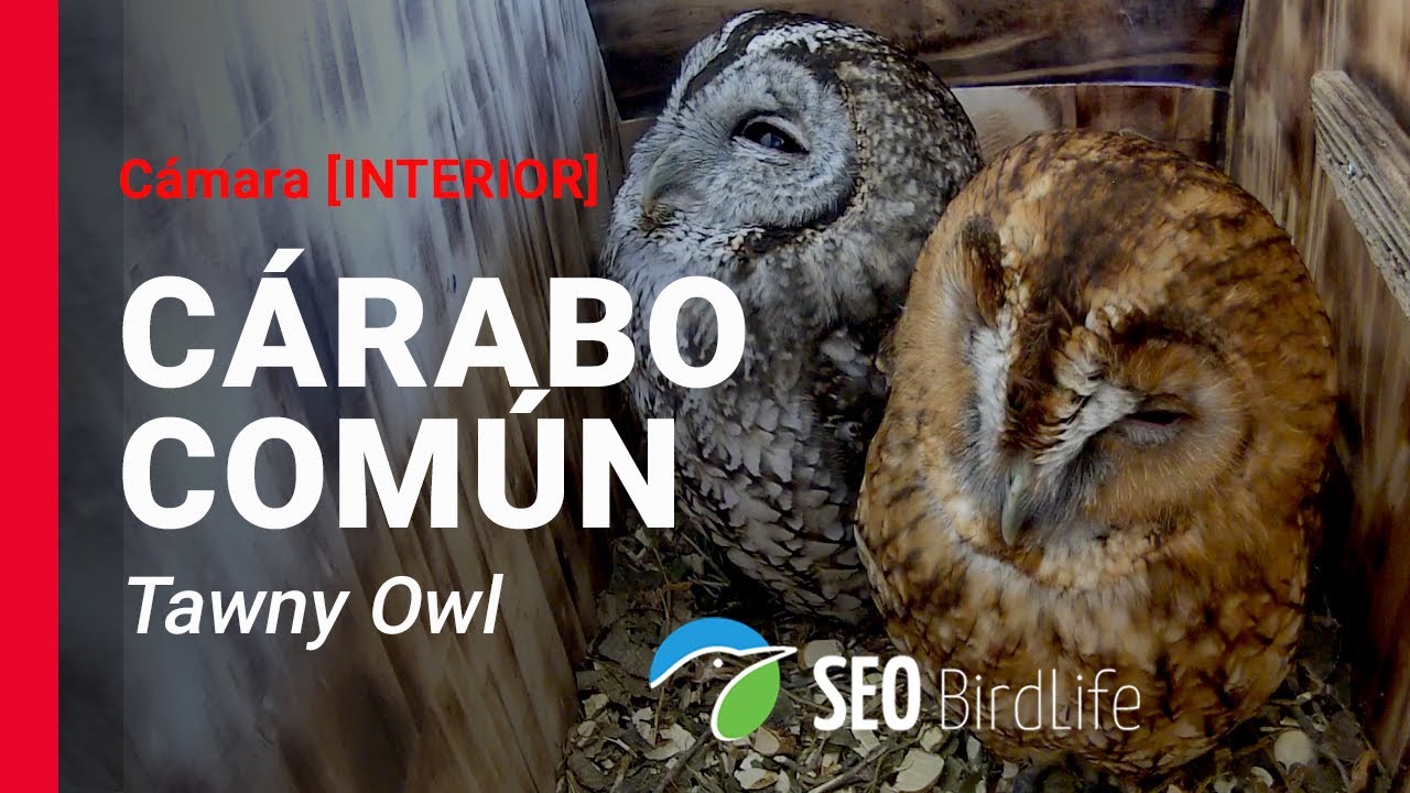 🔴DIRECTO Cárabo común 🦉 [INTERIOR] 🔴LIVE Tawny Owls in Spain 🦉. Toledo, Castilla-La Mancha.