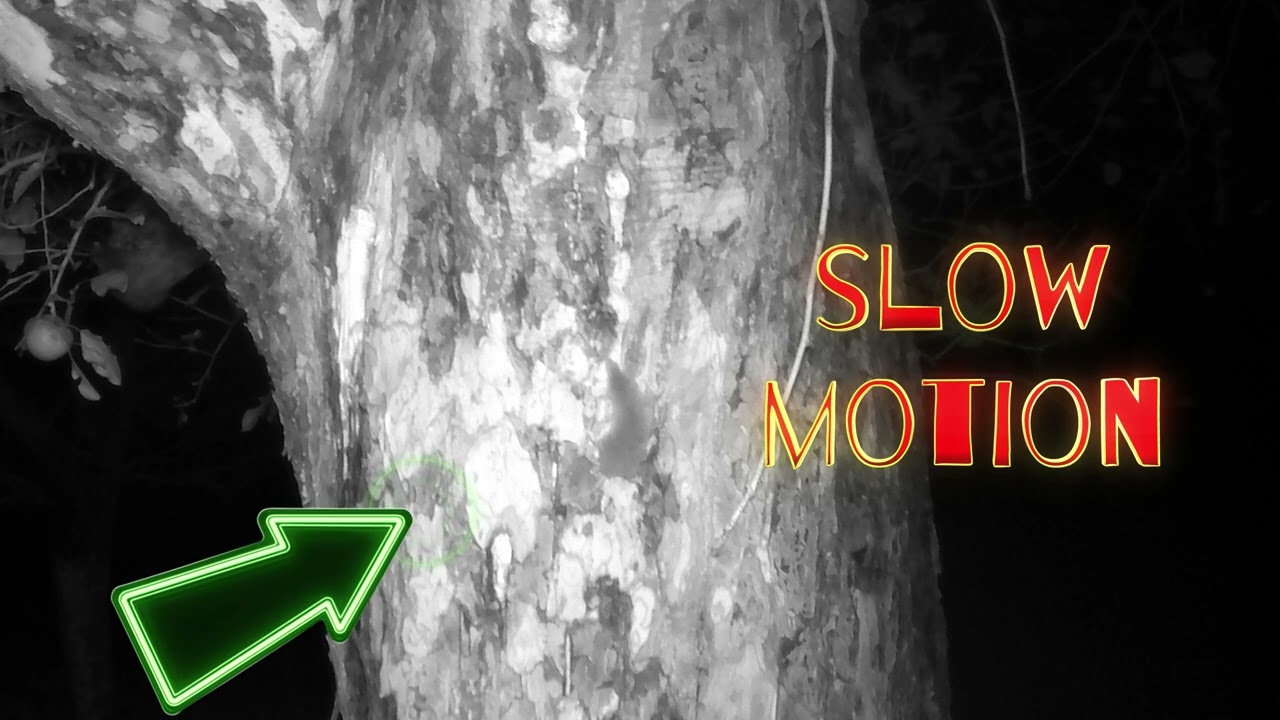 IN FRONT OF WILDLIFE CAMERAS: How does a mouse climb an apple tree at night?