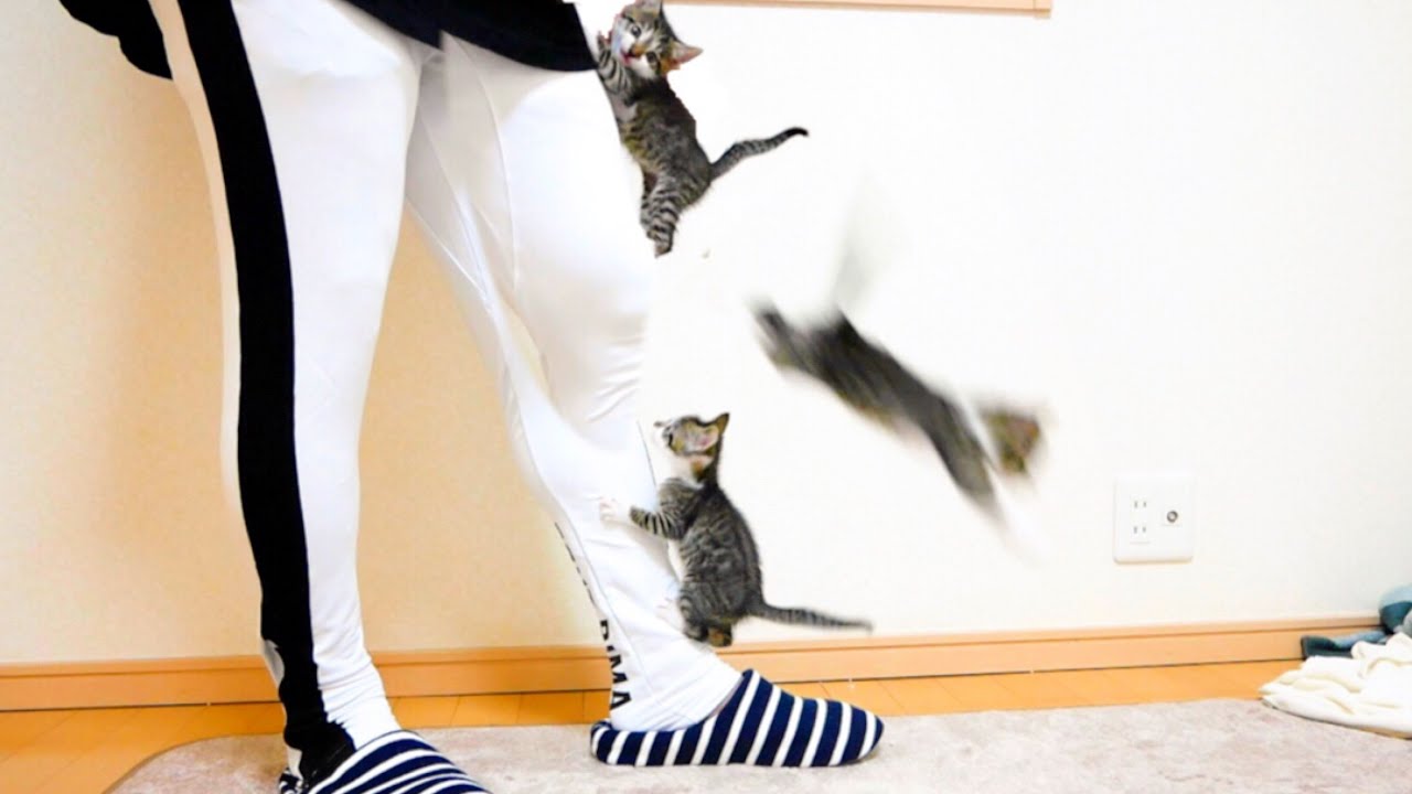 ミルクが待ちきれず身体をよじ登ってくる子猫が可愛い。【保護猫】