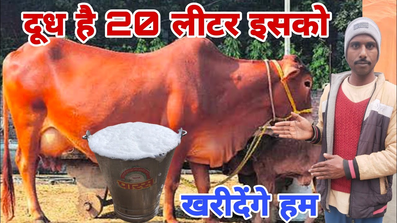 दूध है 20 लीटर इसको खरीदेंगे हम #GopiArchanavlogs #cowforsalevideo 