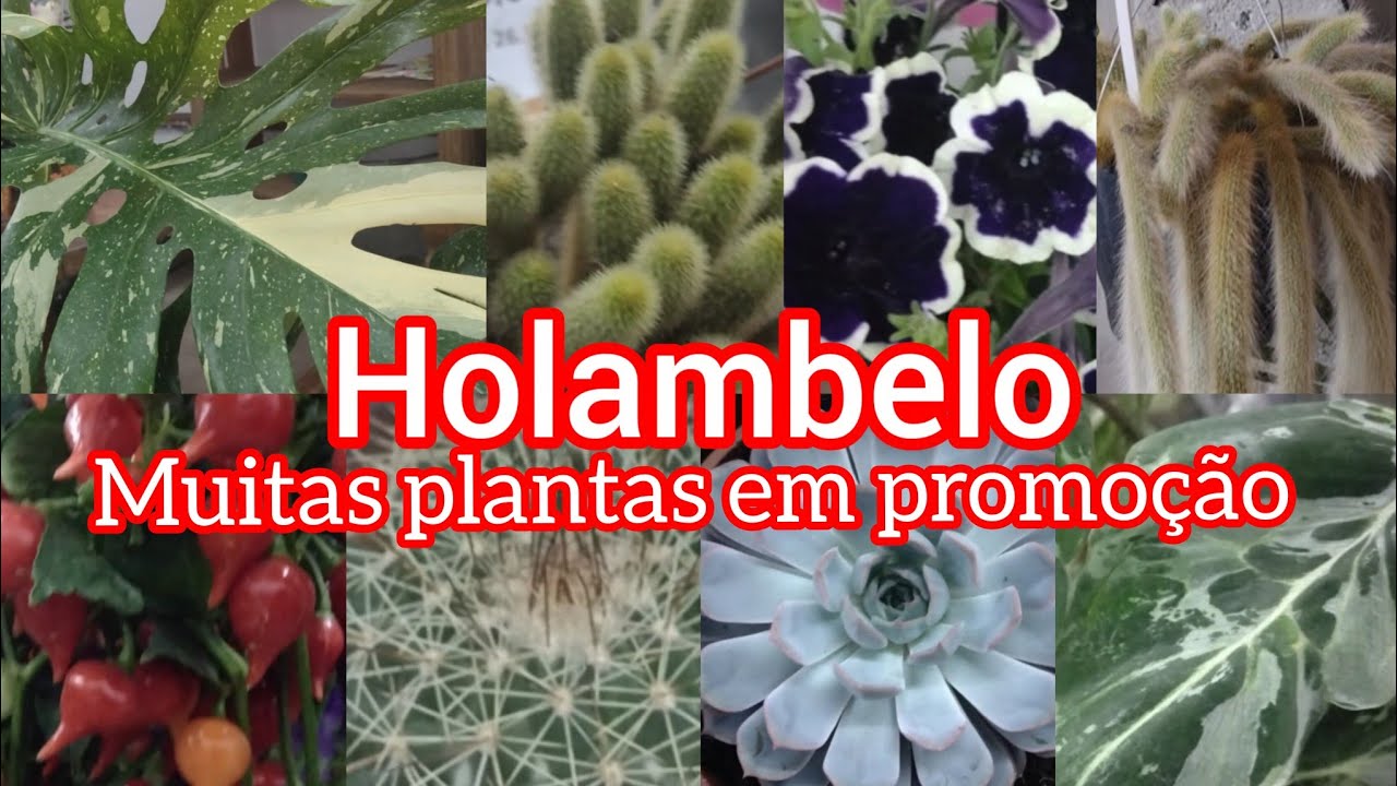 Holambelo-Atacadista de flores e plantas!#viral #plantas #flores #jardim #viralyoutubevideo #casa 