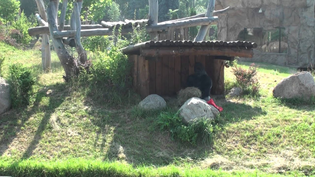 Goryle z warszawskiego ogrodu zoologicznego