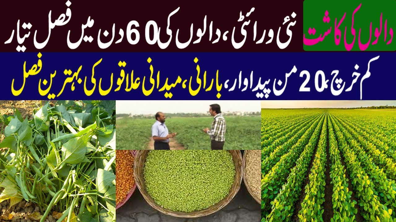Pulses Cultivation in Pakistan | Daal ki Kasht in Pakistan | Pulses Farming in Pakistan ||
